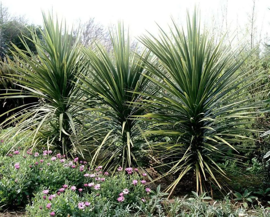 BLUE Spike Seeds (Cordyline indivisa) Ornamental GRASS - Caribbean garden seed