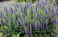 Blue Shades' Speedwell, VERONICA longifolia, Flowers seed - Caribbean garden seed