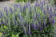 Blue Shades' Speedwell, VERONICA longifolia, Flowers seed - Caribbean garden seed