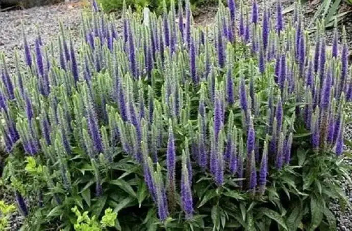 Blue Shades' Speedwell, VERONICA longifolia, Flowers seed - Caribbean garden seed
