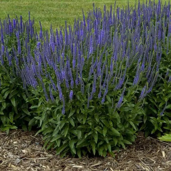 Blue Shades' Speedwell, VERONICA longifolia, Flowers seed - Caribbean garden seed