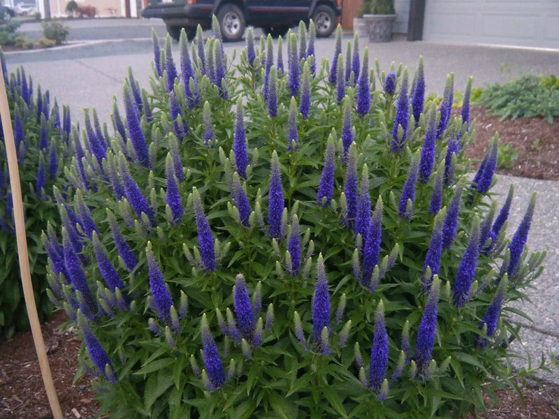 Blue Shades' Speedwell, VERONICA longifolia, Flowers seed - Caribbean garden seed
