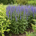 Blue Shades' Speedwell, VERONICA longifolia, Flowers seed - Caribbean garden seed
