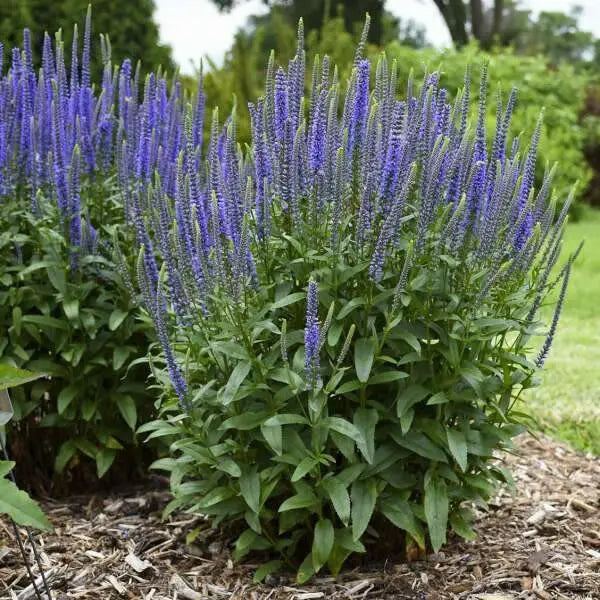 Blue Shades' Speedwell, VERONICA longifolia, Flowers seed - Caribbean garden seed