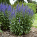 Blue Shades' Speedwell, VERONICA longifolia, Flowers seed - Caribbean garden seed