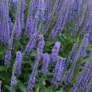 Blue Shades' Speedwell, VERONICA longifolia, Flowers seed - Caribbean garden seed
