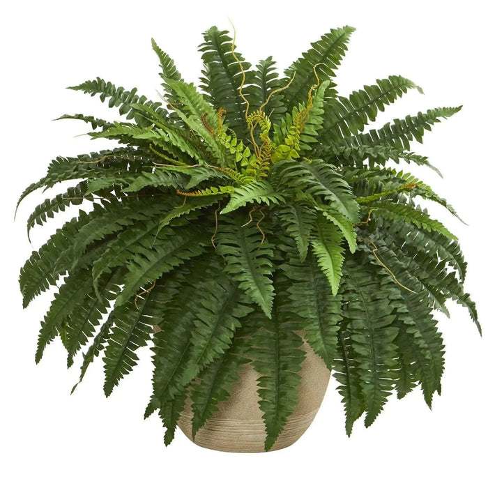 BOSTON Fern (STARTER PLANT) PERENNIAL HOUSE PLANT - Caribbean garden seed