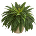BOSTON Fern (STARTER PLANT) PERENNIAL HOUSE PLANT - Caribbean garden seed