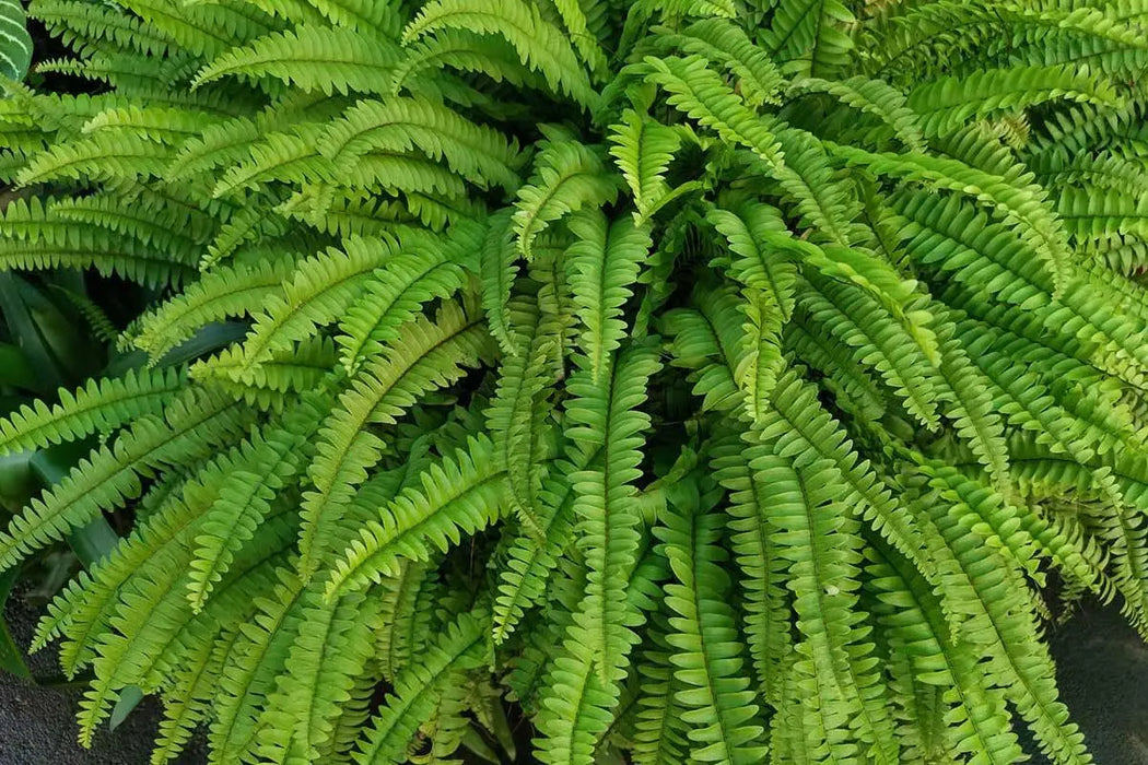 BOSTON Fern (STARTER PLANT) PERENNIAL HOUSE PLANT - Caribbean garden seed