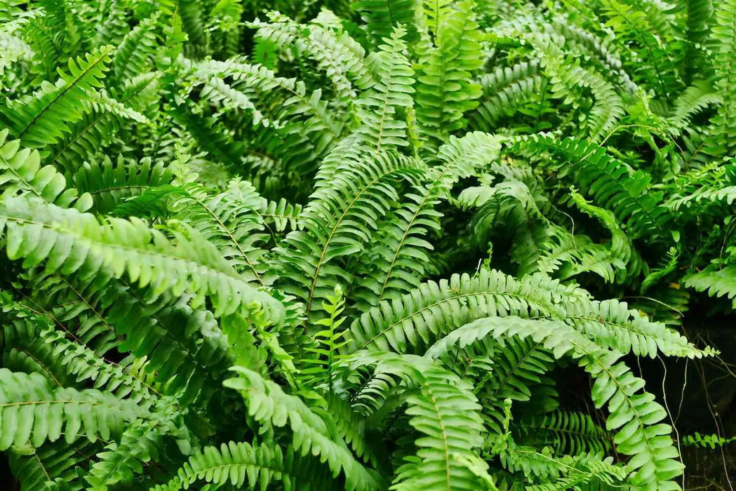 BOSTON Fern (STARTER PLANT) PERENNIAL HOUSE PLANT - Caribbean garden seed