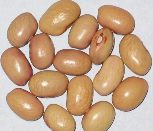 Bolita Bean Seeds , Dry/Shelling/ Bush/half Runner, Heirloom - Caribbean garden seed