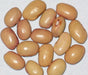 Bolita Bean Seeds , Dry/Shelling/ Bush/half Runner, Heirloom - Caribbean garden seed