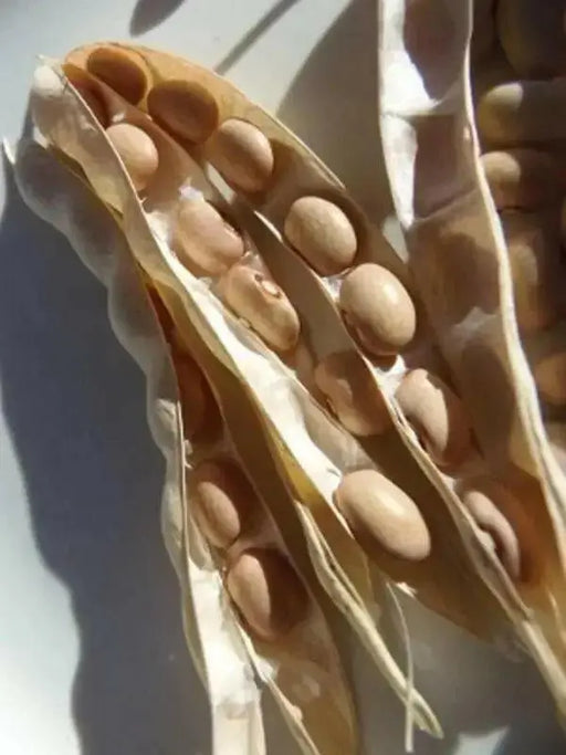 Bolita Bean Seeds , Dry/Shelling/ Bush/half Runner, Heirloom - Caribbean garden seed