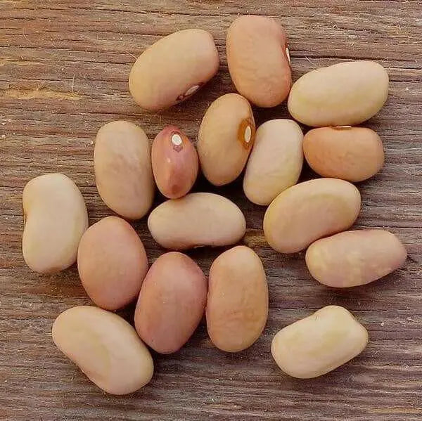 Bolita Bean Seeds , Dry/Shelling/ Bush/half Runner, Heirloom - Caribbean garden seed