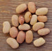 Bolita Bean Seeds , Dry/Shelling/ Bush/half Runner, Heirloom - Caribbean garden seed