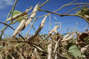 Bolita Bean Seeds , Dry/Shelling/ Bush/half Runner, Heirloom - Caribbean garden seed