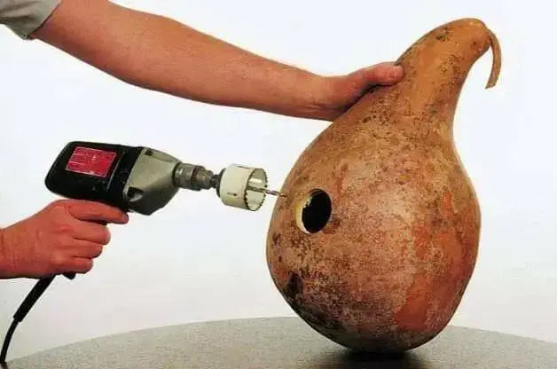 Bottle Gourd,Bird House,Ornamental types need about 90 to 100 days. - Caribbean garden seed