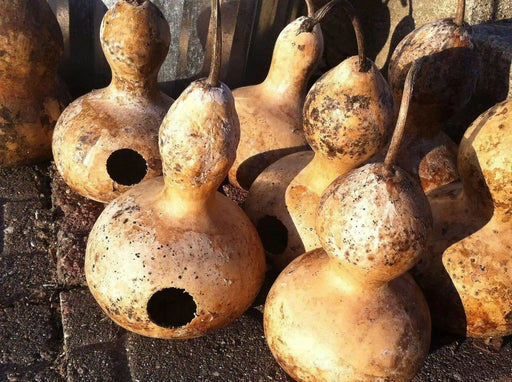 Bottle Gourd,Bird House,Ornamental types need about 90 to 100 days. - Caribbean garden seed