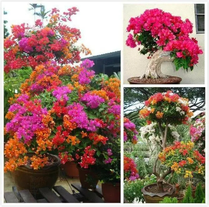 Bougainvillea Seeds - Grow Indoors/Outdoor - Caribbean garden seed