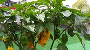 BONDA MA JACQUES PEPPER SEEDS,Capsicum chinense - Caribbean garden seed