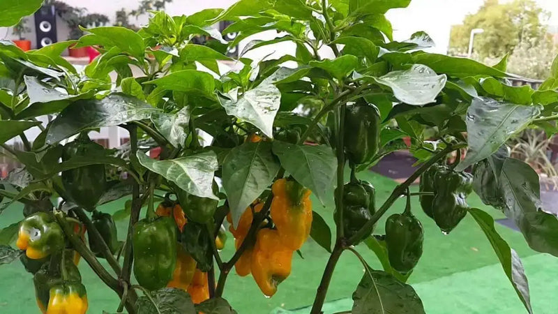 BONDA MA JACQUES PEPPER SEEDS,Capsicum chinense - Caribbean garden seed