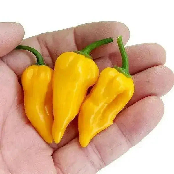 BONDA MA JACQUES PEPPER SEEDS,Capsicum chinense - Caribbean garden seed