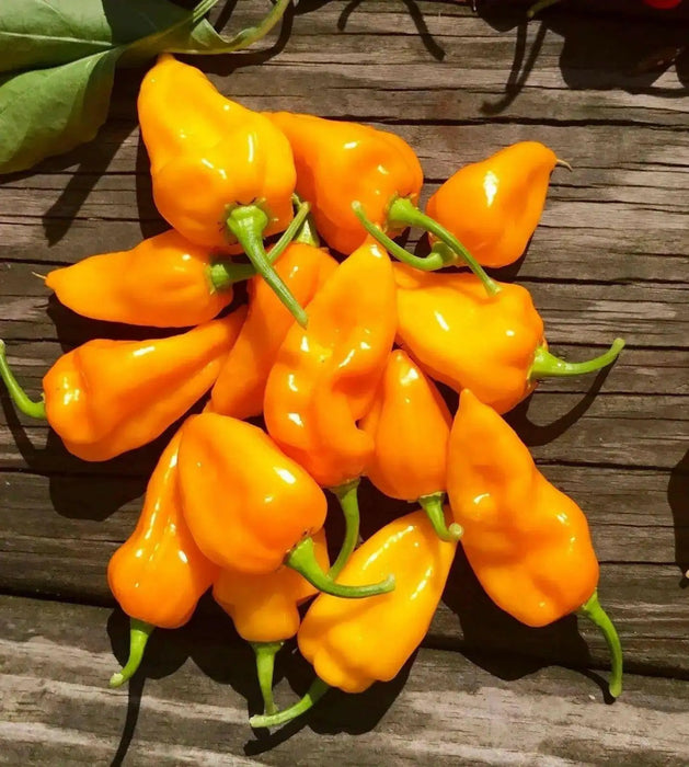 BONDA MA JACQUES PEPPER SEEDS,Capsicum chinense - Caribbean garden seed