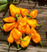 BONDA MA JACQUES PEPPER SEEDS,Capsicum chinense - Caribbean garden seed