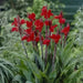 Brilliant Canna DWARF (rhizomes) Tropical foliage - Caribbean garden seed