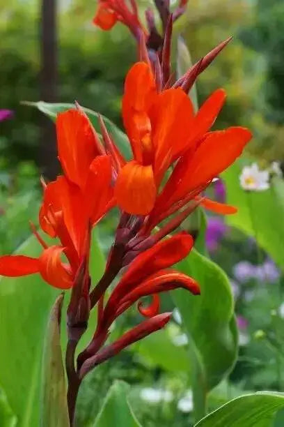Brilliant Canna DWARF (rhizomes) Tropical foliage - Caribbean garden seed