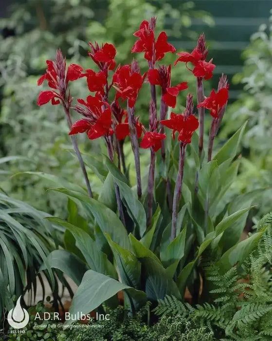 Brilliant Canna DWARF (rhizomes) Tropical foliage - Caribbean garden seed
