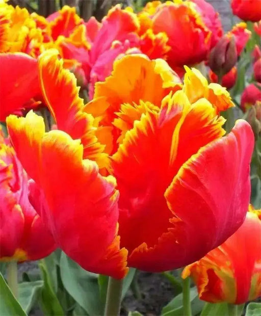 Bright parrot Tulip  (fall Bulbs),12/+cm, Big Blooms Excellent for Bouquets - Caribbean garden seed