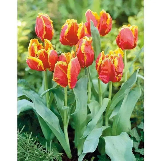 Bright parrot Tulip  (fall Bulbs),12/+cm, Big Blooms Excellent for Bouquets - Caribbean garden seed