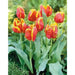 Bright parrot Tulip  (fall Bulbs),12/+cm, Big Blooms Excellent for Bouquets - Caribbean garden seed
