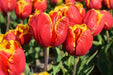Bright parrot Tulip  (fall Bulbs),12/+cm, Big Blooms Excellent for Bouquets - Caribbean garden seed