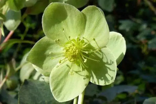 Boughton Beauty' Helleborus Seeds.Evergreen Lenten Rose,PERENNIAL FLOWERS - Caribbean garden seed
