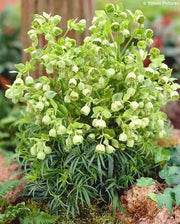 Boughton Beauty' Helleborus Seeds.Evergreen Lenten Rose,PERENNIAL FLOWERS - Caribbean garden seed