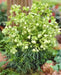 Boughton Beauty' Helleborus Seeds.Evergreen Lenten Rose,PERENNIAL FLOWERS - Caribbean garden seed