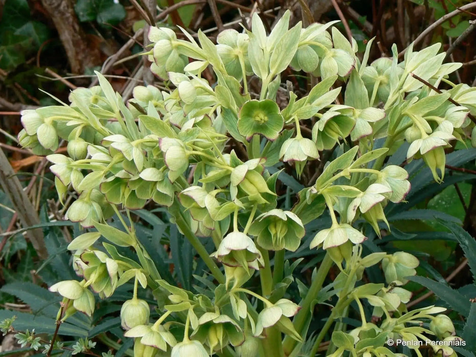 Boughton Beauty' Helleborus Seeds.Evergreen Lenten Rose,PERENNIAL FLOWERS - Caribbean garden seed