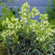 Boughton Beauty' Helleborus Seeds.Evergreen Lenten Rose,PERENNIAL FLOWERS - Caribbean garden seed
