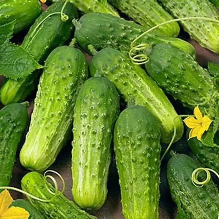 Boston Pickling Cucumber Seeds, Annual Vegetable - Caribbean garden seed