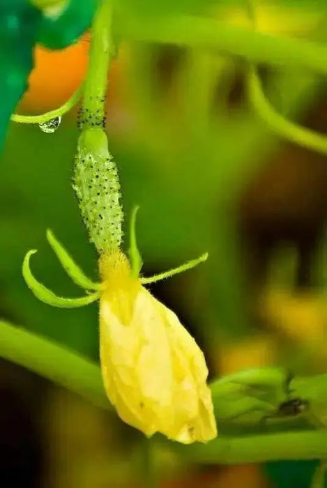 Boston Pickling Cucumber Seeds, Annual Vegetable - Caribbean garden seed