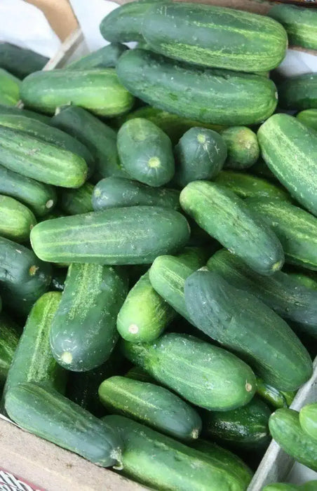 Boston Pickling Cucumber Seeds, Annual Vegetable - Caribbean garden seed