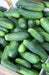 Boston Pickling Cucumber Seeds, Annual Vegetable - Caribbean garden seed