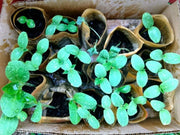 Boston Pickling Cucumber Seeds, Annual Vegetable - Caribbean garden seed