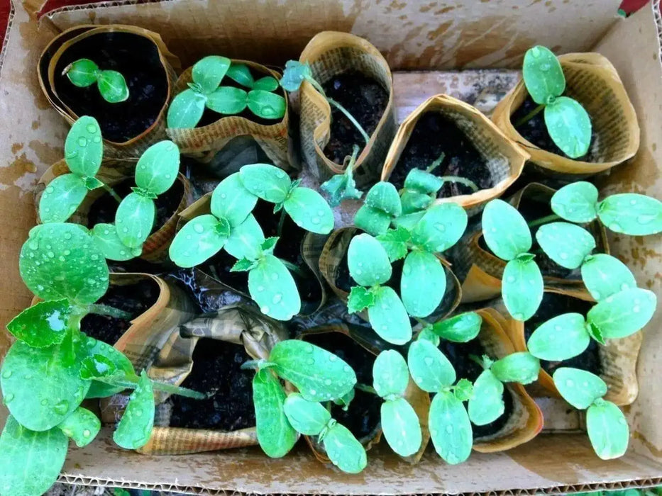 Boston Pickling Cucumber Seeds, Annual Vegetable - Caribbean garden seed