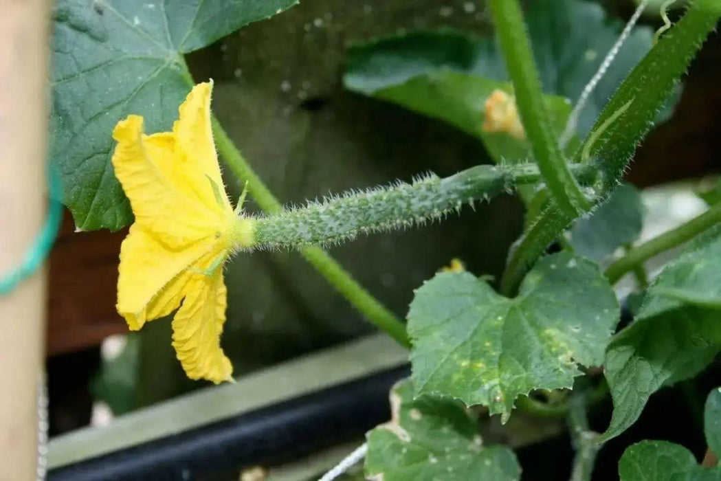 Boston Pickling Cucumber Seeds, Annual Vegetable - Caribbean garden seed