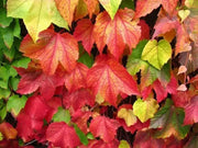 BOSTON IVY SEEDS , Fast Growing Vine/Climber ! - Caribbean garden seed