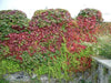 BOSTON IVY SEEDS , Fast Growing Vine/Climber ! - Caribbean garden seed