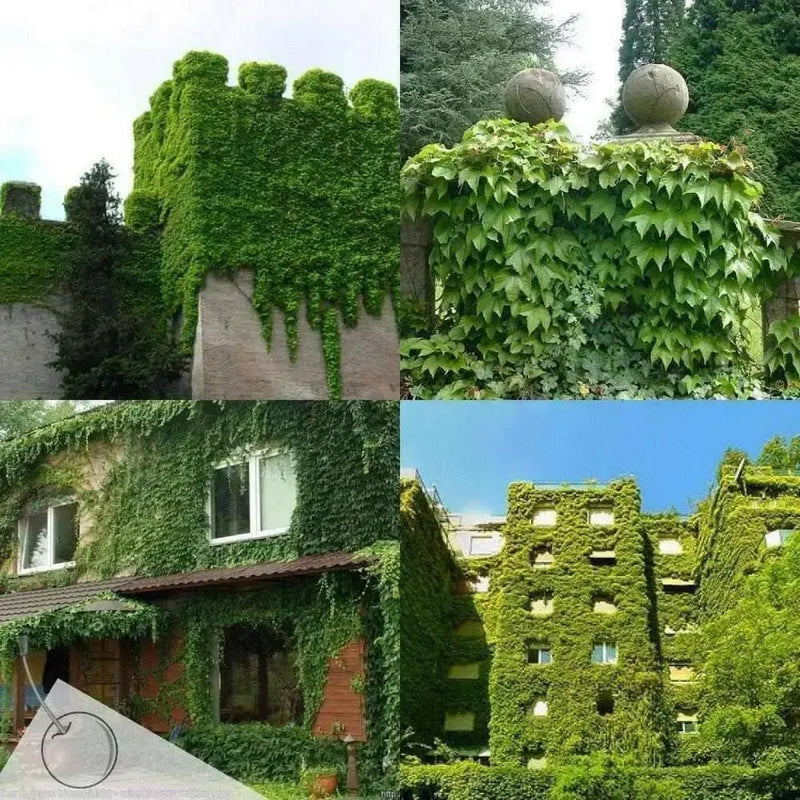 BOSTON IVY SEEDS , Fast Growing Vine/Climber ! - Caribbean garden seed